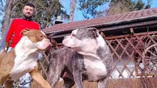 KÖPEKLERİMLE PAZAR GÜNÜ VLOĞU