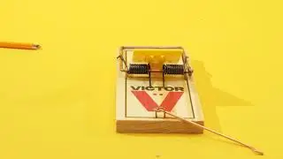 Do It Right: Victor Wood Traps
