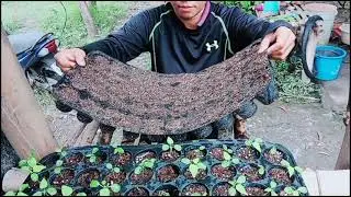 Grow Corn on Seedling Tray? Pwede kaya? Corn Progress Up to 2nd week.