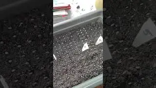 Исправляем ошибки по посеву рассады томатов