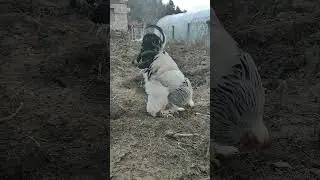 Dev