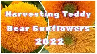 Teddy Bear Sunflower 2022