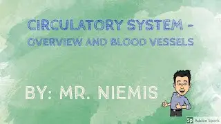Mr  Niemis' Flipped Lessons   Circulatory System  - Overview and Blood vessels