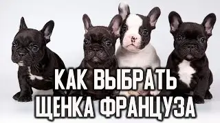 How to Choose a French Bulldog Puppy