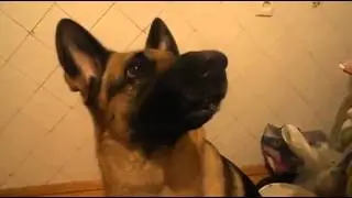 Dog Changes Expression On Command
