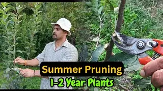 Apple Summer Pruning || 1-2 Year Plants ||