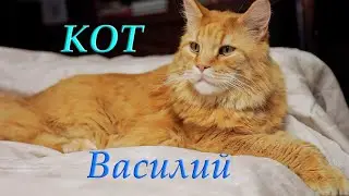 Кот мейн-кун Василий.