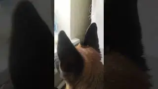 Преданность собаки