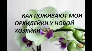 Как поживают мои орхидейки у новой хозяйки
