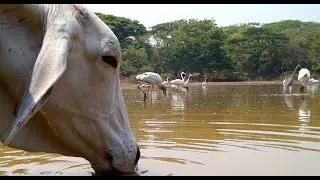 Cows in Costa Rica - Tico Times