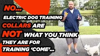 E-Collar Training- Train a Dog to Come When Called Using an Electric Collar Humanely