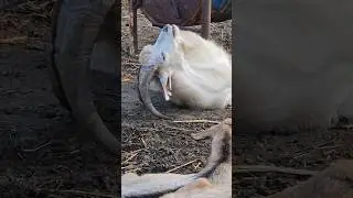 козёл на рахате