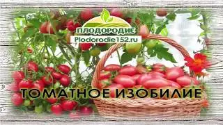 ТОМАТНОЕ ИЗОБИЛИЕ! ЧАСТЬ 1