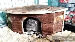 Video auf Wunsch♥ Meine 3 Chinchilla♥