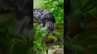 Photographing a sprigtail in the moss! 