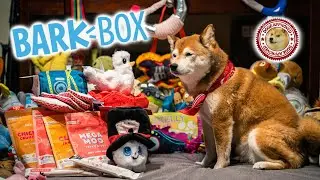 Unboxing the March 2021 BarkBox - Magnificent Magic Box