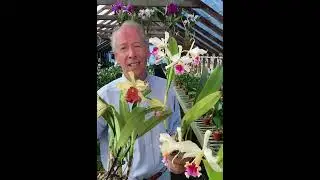 Endearing Qualities of Cattleya rex