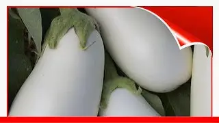 8 Varieties Of Eggplant 🛋️