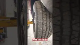 Cat tire, what?