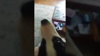 Ball with my dog