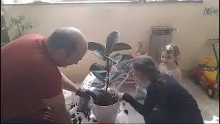 пересаживать цветы из горшка в горшок