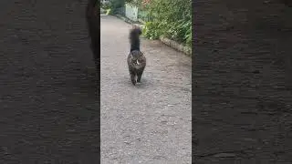 Наш котик Мурзик, ему будет 11 лет #кот #друг