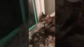 Настоящая любовь котиков #смешныекоты #котик #стелс #юмор