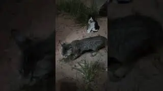 Lihat kucing lagi bermain lucu banget