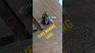 HOW FLIES HAVE SEX.  A NATURE MINI DOCUMENTARY.