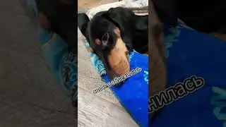 Тише лень она тюлень #dog #mrbeast #taksa #животное #мило #смешно #собака #такса #тиша #юмор#sobaka