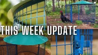 இந்த வாரம் நம்முடைய பண்ணைக்கு புதுவரவு வாங்க பார்க்கலாம்