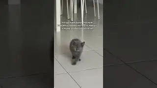 Иду на поклон к мужу😁 #юмор #заказ #товар #шортсы #видео #ютуб