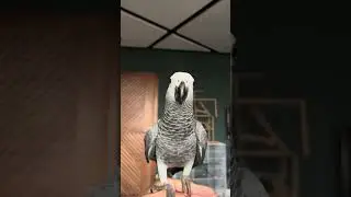 أول طيران لها 🦜😍
