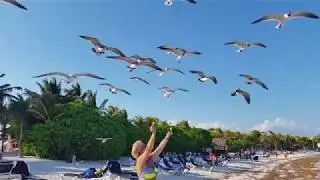 Birds also have the right to thank