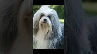 Este es uno de los Perros Más Caros del Mundo