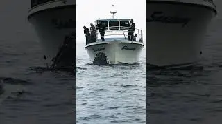humpback whale sharks #fishing #ocean #whalewatching #whale #boat #whalefish #humpbackwhale #fish