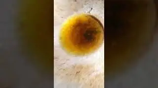 Im Bored So I Cooked Crispy Egg(my own recipe)