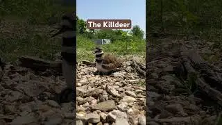 Killdeer Chicks