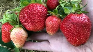 НЭНСИ. Итальянский крупноплод с медовым вкусом