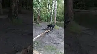 Чёрная Кане Корсо, Утки и пруд! #canecorso #канекорсо