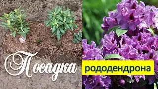 Сажаем Рододендрон РАСПУТИН на участке с ВЫСОКИМ уровнем ГРУНТОВЫХ ВОД/Игорь делится секретами