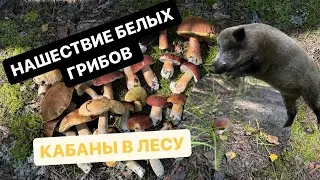 НАШЕСТВИЕ БЕЛЫХ ГРИБОВ | КАБАНЫ В ЛЕСУ?!?