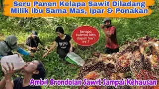 Panen Kelapa Sawit Diladang Ibu, Bantuin Mas Dapat Banyak