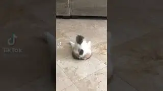 here comes the boy - hello boy cat theme song piano june banoon tik tok song sound