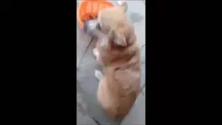 Корги.  Учим собирать игрушки в корзину