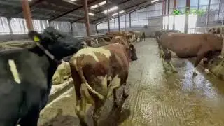 110 Ayrshire/Shorthorn/Fr Herd Sale Milking Cows - N.Ireland