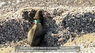 Гашиш на море