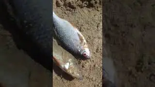 Рыбалка на удочку! Поймал окуня 