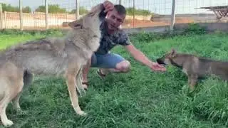 Вот как можно так научить и приручить волчицу?!Это талант и просто немерено усилий.