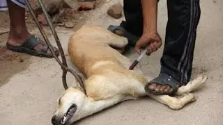 PERRERA MUNICIPAL SACRIFICA UN PERRO CADA DÍA